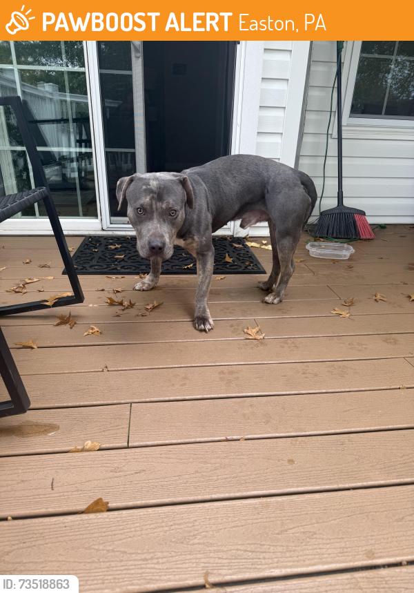 Found/Stray Male Dog last seen Ohio st, Easton, PA 18045
