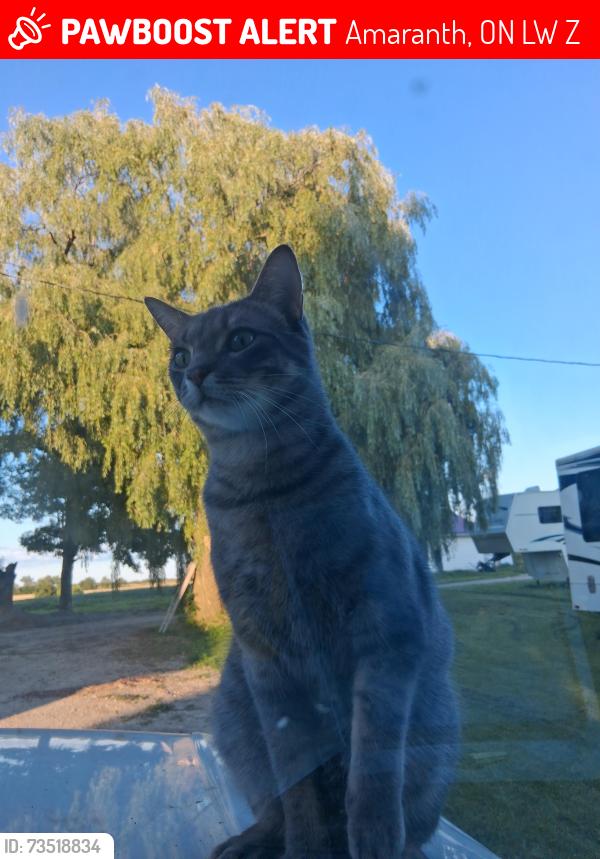 Lost Male Cat last seen 10th line Amaranth, Amaranth, ON L9W 0Z7