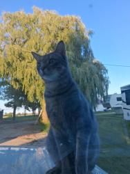 Lost Male Cat last seen 10th line Amaranth, Amaranth, ON L9W 0Z7