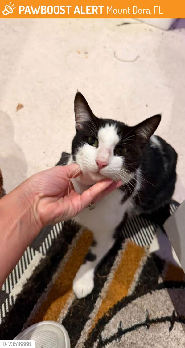 Found/Stray Unknown Cat last seen Grandview and Winter Bliss Lane, Mount Dora, FL, Mount Dora, FL 32757
