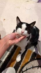 Found/Stray Unknown Cat last seen Grandview and Winter Bliss Lane, Mount Dora, FL, Mount Dora, FL 32757