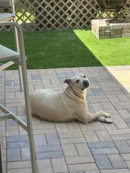 Reunited Female Dog last seen Roma way and 18th street, Boynton Beach, FL 33426