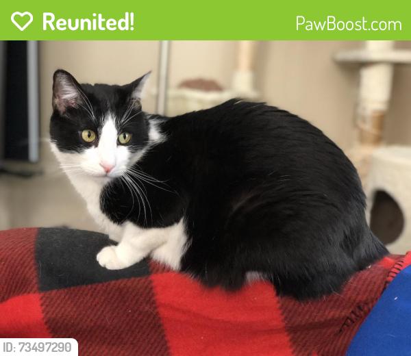 Reunited Male Cat last seen Near Stuart St, Berkeley, CA 94703, USA, Berkeley, CA 94703