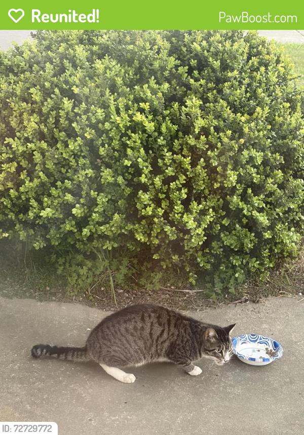 Reunited Unknown Cat last seen Northridge dr. Daly City, Daly City, CA 94015