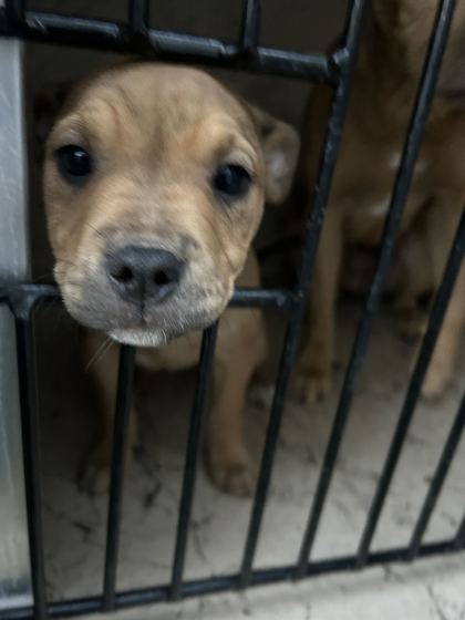 Shelter Stray Unknown Dog last seen Near Harris Rd, Knox County ASO, TN, 3201 Division St, Knoxville, TN 37919, USA