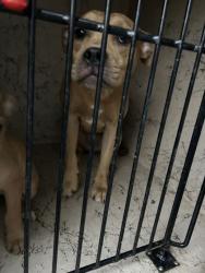 Shelter Stray Unknown Dog last seen Near Harris Rd, Knox County ASO, TN, 3201 Division St, Knoxville, TN 37919, USA
