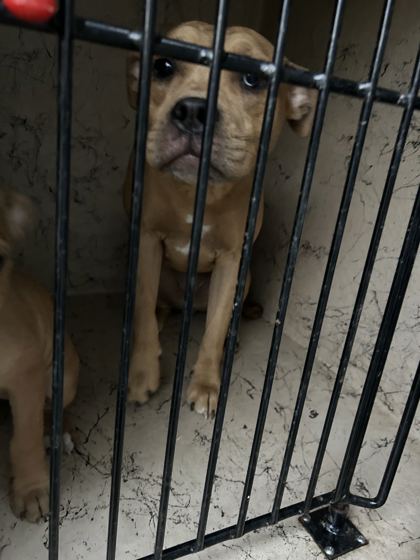Shelter Stray Unknown Dog last seen Near Harris Rd, Knox County ASO, TN, 3201 Division St, Knoxville, TN 37919, USA