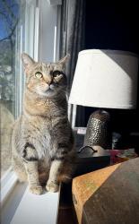 Reunited Female Cat last seen Fountain Oak Way and Parkbrook Way, Canton, GA 30114