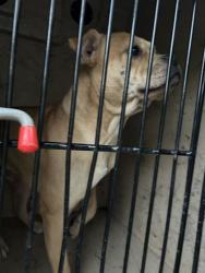 Shelter Stray Male Dog last seen Near Harris Rd, Knox County ASO, TN, 3201 Division St, Knoxville, TN 37919, USA