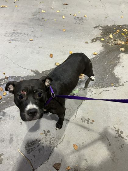 Shelter Stray Female Dog last seen Near Harris Rd, Knox County ASO, TN, 3201 Division St, Knoxville, TN 37919, USA