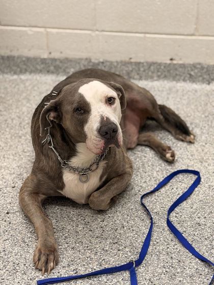 Shelter Stray Male Dog last seen Near N Bellemeade Ave, City of Knoxville ASO, TN, 3201 Division St, Knoxville, TN 37919, USA