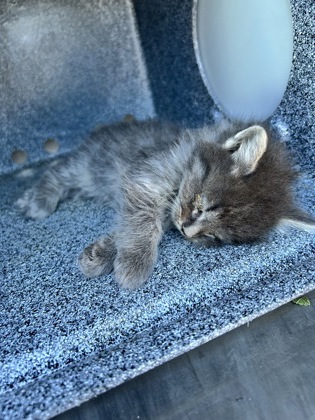 Shelter Stray Unknown Cat last seen Near Berkshire Ln, South District, TX, 355 Hillshire Dr, Haslet, TX 76052, USA