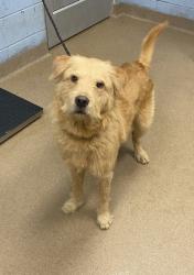 Shelter Stray Male Dog last seen Near Lakeshore Dr, Stone Mountain, GA 30083, 30083, GA, 3280 Chamblee Dunwoody Rd, Chamblee, GA 30341, USA