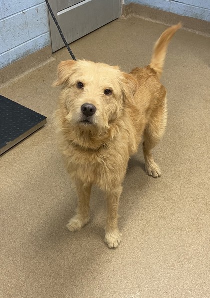 Shelter Stray Male Dog last seen Near Lakeshore Dr, Stone Mountain, GA 30083, 30083, GA, 3280 Chamblee Dunwoody Rd, Chamblee, GA 30341, USA