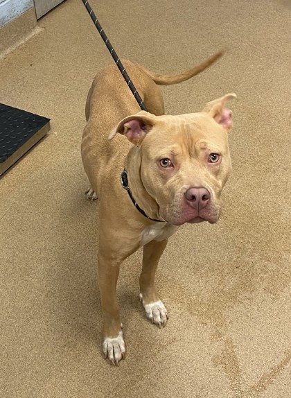 Shelter Stray Female Dog last seen Near Wellington Court Decatur, 30034, 30034, GA, 3280 Chamblee Dunwoody Rd, Chamblee, GA 30341, USA