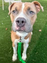 Shelter Stray Male Dog last seen Near Fairhaven, Unit 2, 21225, MD, 2490 Giles Rd, Baltimore, MD 21225, USA