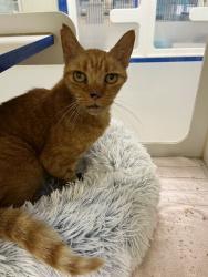 Shelter Stray Male Cat last seen Near 5th pl sw, IRC AC, FL, 6230 77th St, Vero Beach, FL 32967, USA