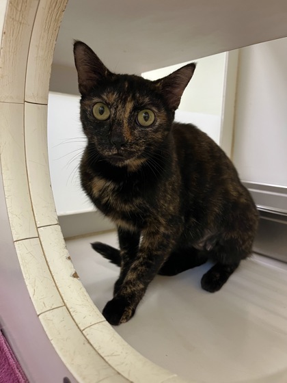 Shelter Stray Female Cat last seen Near 49th Ave, Vero Beach, FL, 6230 77th St, Vero Beach, FL 32967, USA