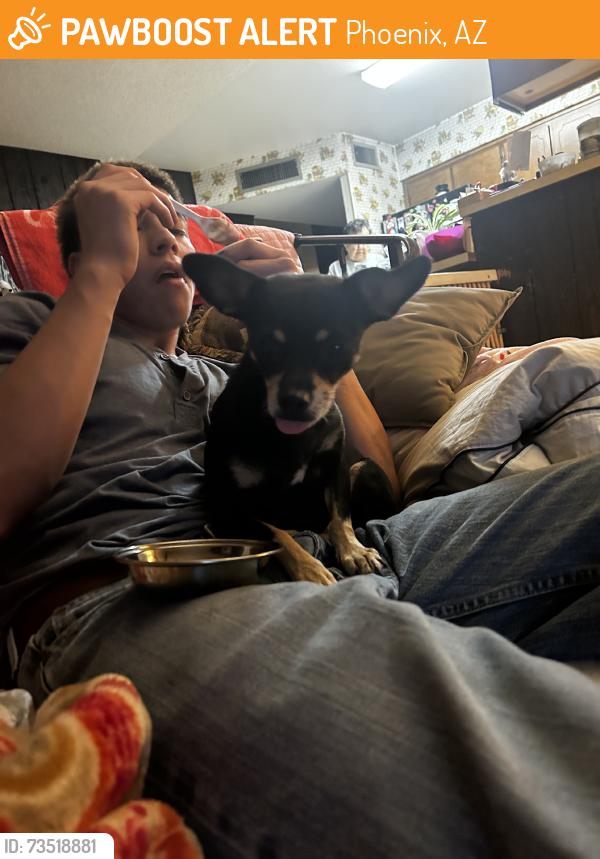 Found/Stray Female Dog last seen 43rd and Peoria, Phoenix, AZ 85304