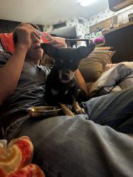 Found/Stray Female Dog last seen 43rd and Peoria, Phoenix, AZ 85304