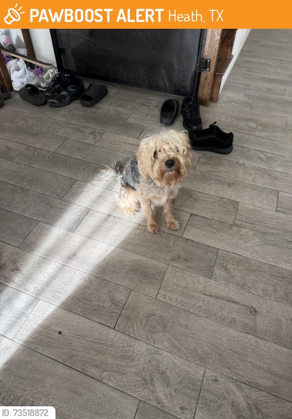 Found/Stray Male Dog last seen Shivers/Bill Clements, Heath, TX 75126