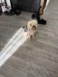 Found/Stray Male Dog last seen Shivers/Bill Clements, Heath, TX 75126