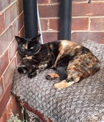 Lost Female Cat last seen Amethyst rd, Kingston upon Hull, England 