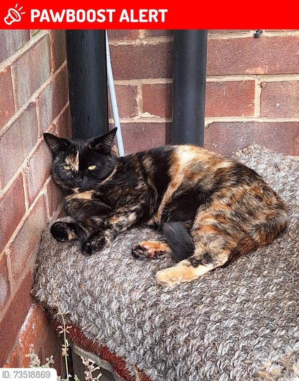 Lost Female Cat last seen Amethyst rd, Kingston upon Hull, England 