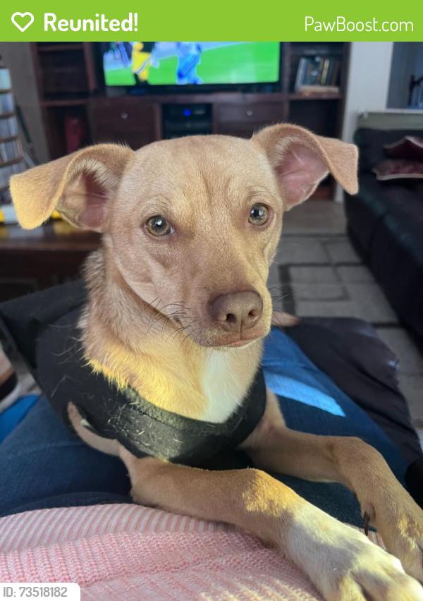 Reunited Male Dog last seen Near Green Valley Rd, Chula Vista, CA 91915, USA, Chula Vista, CA 91915