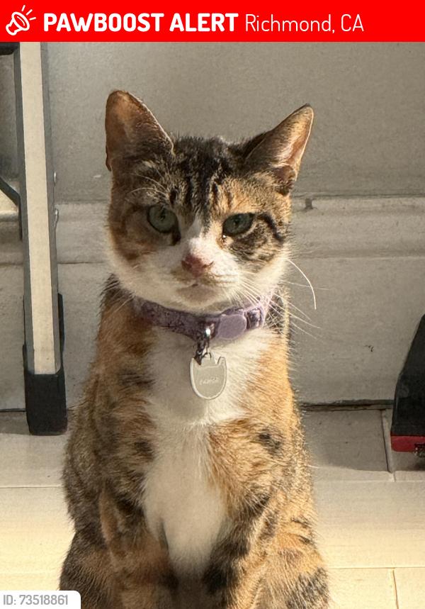 Lost Female Cat last seen Ohio Ave and Florida ave, Richmond, CA 94804