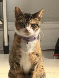 Lost Female Cat last seen Ohio Ave and Florida ave, Richmond, CA 94804