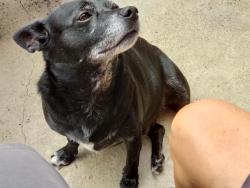 Reunited Male Dog last seen Cove road, Stuart, FL 34997