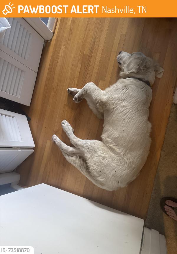 Found/Stray Male Dog last seen Belle rd, Nashville, TN 37217