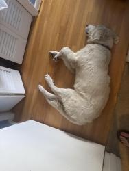 Found/Stray Male Dog last seen Belle rd, Nashville, TN 37217