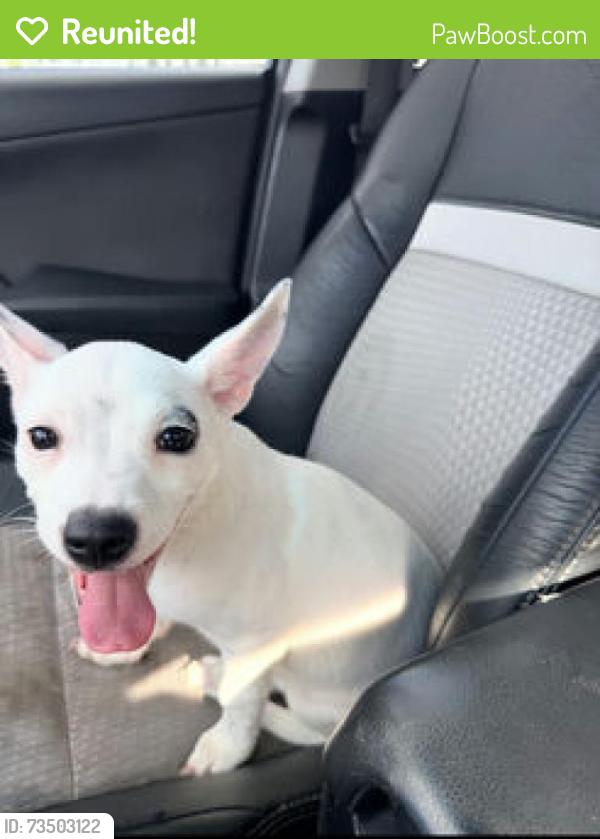 Reunited Female Dog last seen Nw 2nd ave between 139 and 135st, North Miami, FL 33161
