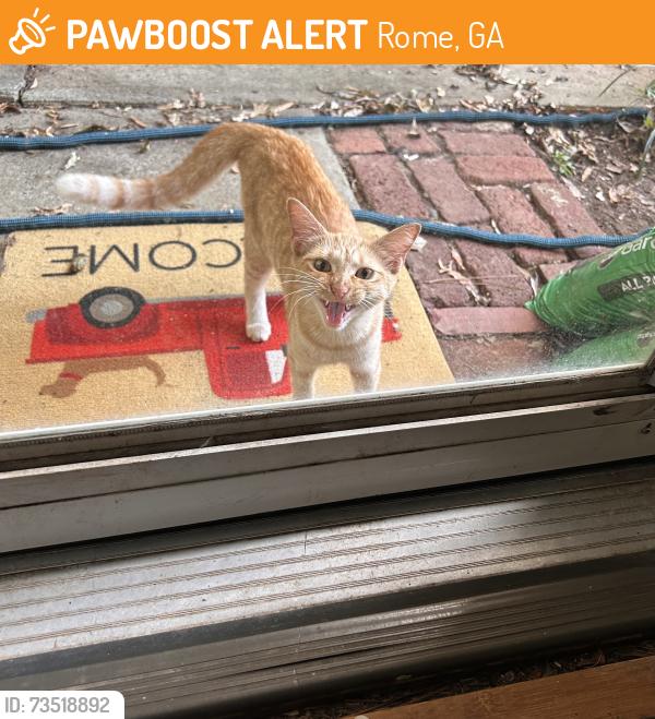 Found/Stray Female Cat last seen Calhoun ave, Rome, GA 30161
