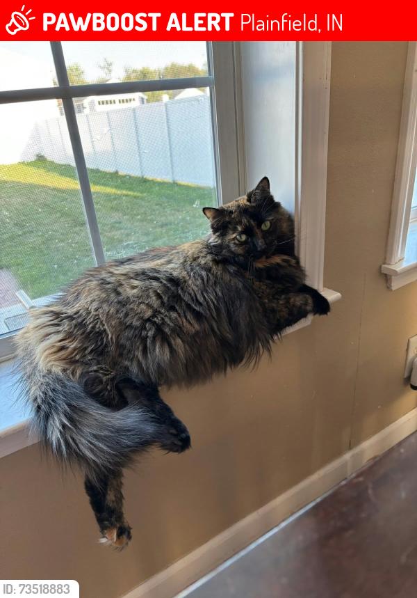 Lost Female Cat last seen Saragota/claymont, Plainfield, IN 46168