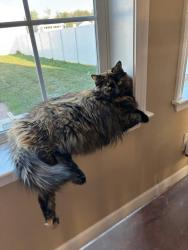 Lost Female Cat last seen Saragota/claymont, Plainfield, IN 46168