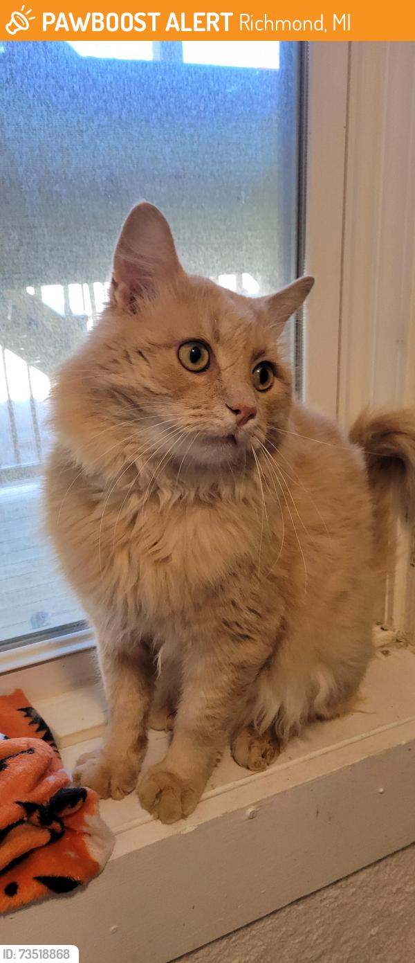 Found/Stray Male Cat last seen Stone St and Division (32 mile), Richmond, MI 48062