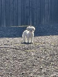 Found/Stray Unknown Dog last seen Trails at Riverstone Park, Princeton, TX 75407