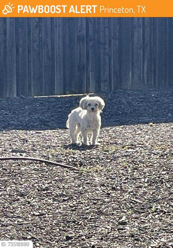 Found/Stray Unknown Dog last seen Trails at Riverstone Park, Princeton, TX 75407