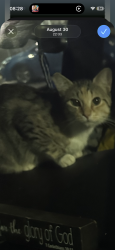 Lost Female Cat last seen Near magnolia, Leo Politi elementary school area, Los Angeles, CA 90006