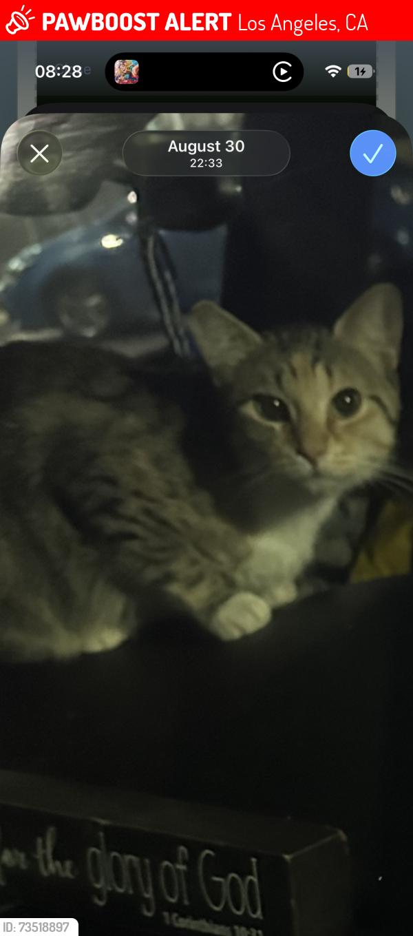 Lost Female Cat last seen Near magnolia, Leo Politi elementary school area, Los Angeles, CA 90006