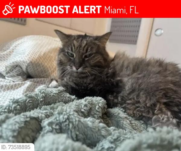 Lost Female Cat last seen 7th Ave, Miami, FL 33127