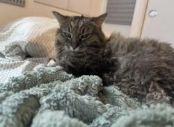 Lost Female Cat last seen 7th Ave, Miami, FL 33127