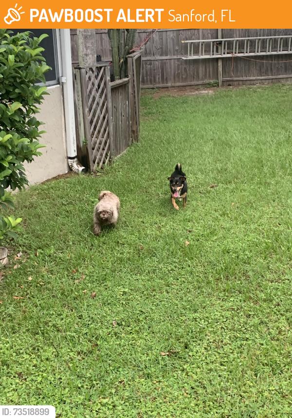 Found/Stray Male Dog last seen Tall pine Lane, Sanford, FL 32773