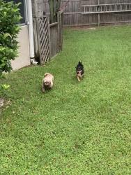 Found/Stray Male Dog last seen Tall pine Lane, Sanford, FL 32773