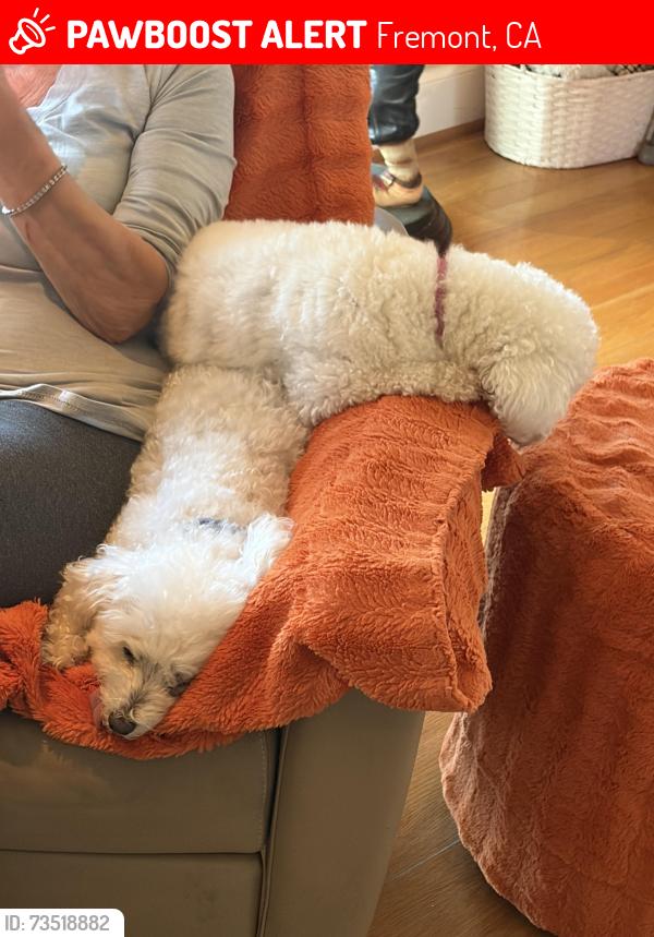 Lost Female Dog last seen Club dr., bayview. Dr., curry ct., Fremont, CA 94555