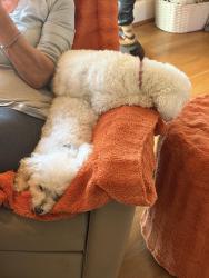 Lost Female Dog last seen Club dr., bayview. Dr., curry ct., Fremont, CA 94555