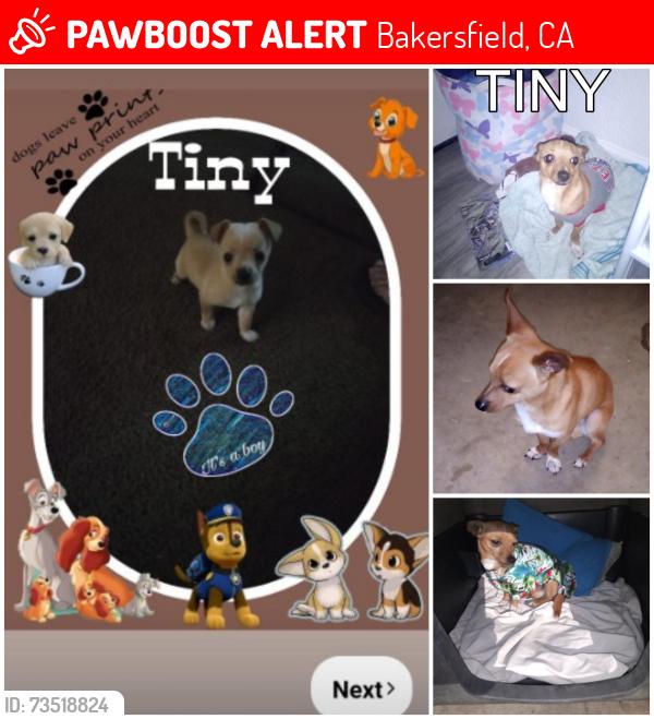 Lost Male Dog last seen Alta Vista, Bakersfield, CA 93305